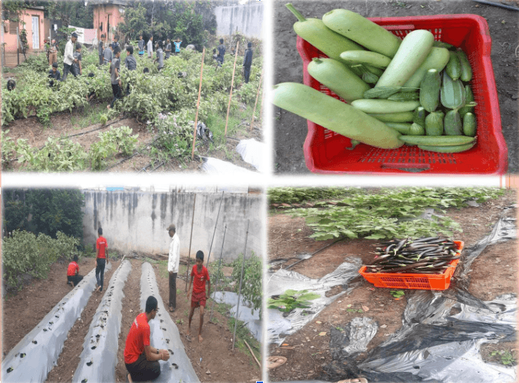 Organic Farming & Gardening
